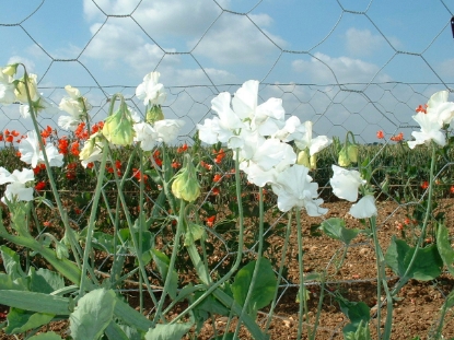 Picture of Sweet Pea Spencer - White Supreme